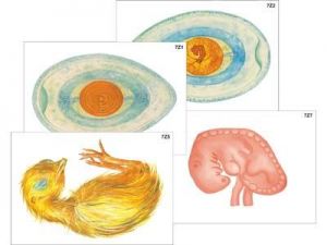 Модель-аппликация "Развитие птицы и млекопитающего (человека)" (ламинированная)