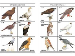 Комплект таблиц по зоологии раздат. "Разнообразие животных. Птицы." (цвет.,лам., А4, 16 шт.)
