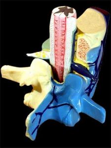 Модель части позвоночника человека